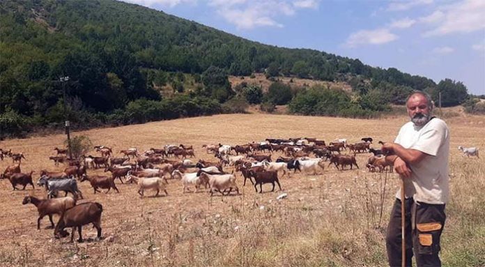 ΑΚΚΕΛ: Κυβερνητική απόφαση δύο ταχυτήτων στις αποζημιώσεις, εγκαταλείπονται οι κτηνοτρόφοι του 2024-2025
