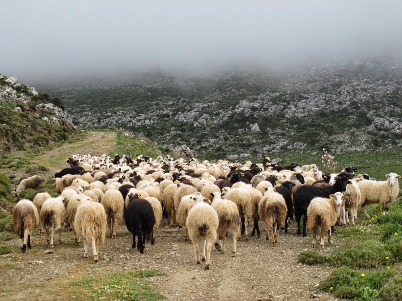 Ερώτηση για τα Διαχειριστικά Σχέδια Βόσκησης και «τεχνική λύση» βοσκοτόπων