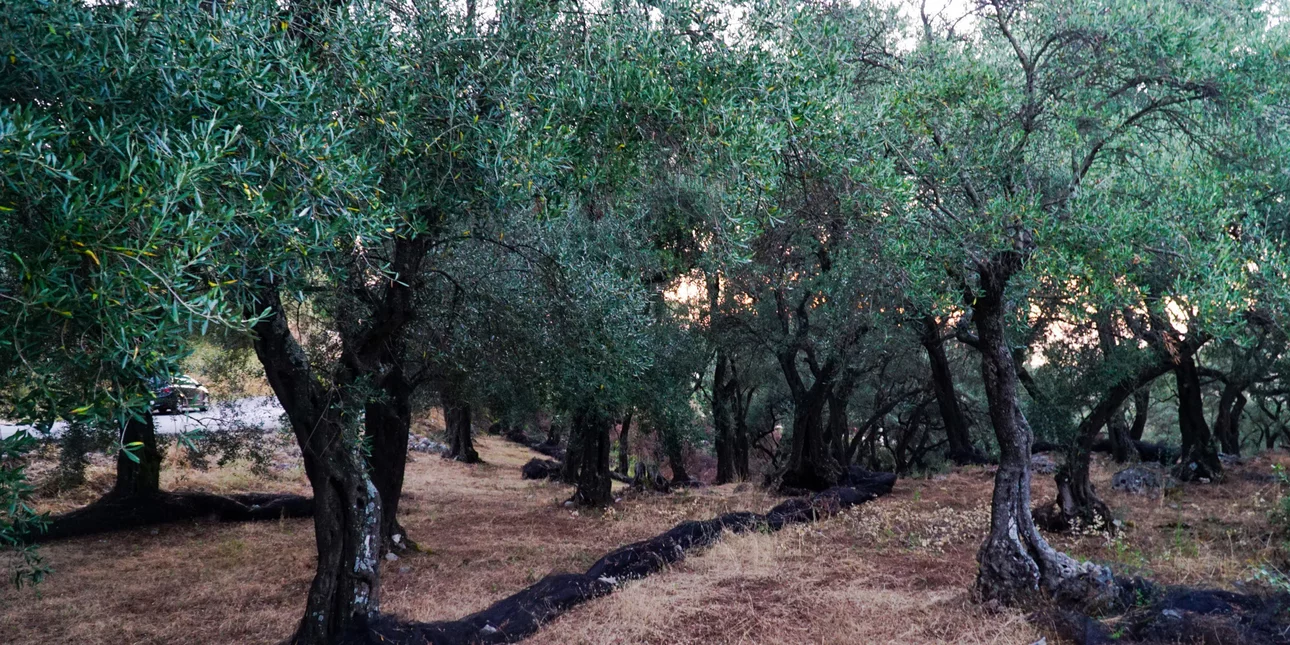 Σοβαρές καθυστερήσεις, τεχνικές αστοχίες και ελλείψεις προσωπικού στην υλοποίηση του Ελαιοκομικού Μητρώου