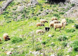 Παρατείνονται τα προληπτικά μέτρα για την ευλογιά των αιγοπροβάτων στην Κρήτη