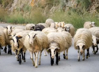Αθ. Καββαδάς στη Βουλή – Αποζημιώσεις άνω των 210 εκατ. ευρώ για την κτηνοτροφία