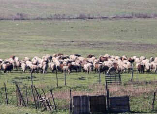Άφησε τα πρόβατα να κυκλοφορούν ελεύθερα στον δρόμο – Με χειροπέδες ο βοσκός