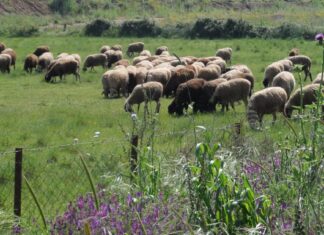 ΥΠΑΑΤ: Τρία νέα επιβεβαιωμένα κρούσματα αφθώδους πυρετού στη Λέσβο