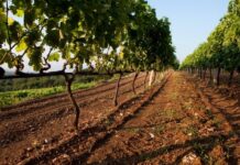 Αναφορά ΚΚΕ: Να αποζημιωθούν άμεσα οι αμπελοπαραγωγοί για τις ζημιές από την χαλαζόπτωση στο Ηράκλειο