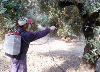 Ανησυχία για την αποτελεσματική εφαρμογή του προγράμματος δακοκτονίας στην Κρήτη