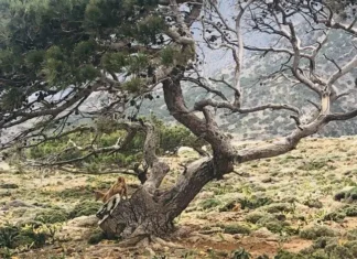 Ερώτηση Ανεξάρτητων Βουλευτών της Αριστεράς: «Άρθρα 71 και 74: Ποιοι θα πληρωθούν για τις ΕΑΕ 2018–2022 και με βάση ποιους ελέγχους;»
