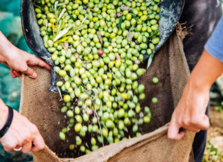 «Εγκλωβισμένος ο αγροτικός κόσμος της χώρας λόγω της γραφειοκρατίας του ελαιοκομικού μητρώου και της υποστελέχωσης των ΔΑΟΚ»