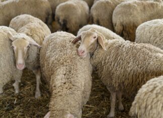 Τσιάρας: Εντός της επόμενης εβδομάδας η εξειδίκευση των νέων μέτρων στήριξης για τους πληγέντες κτηνοτρόφους