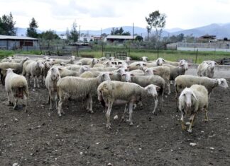 Συνελήφθη 55χρονος κτηνοτρόφος