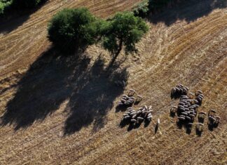 Η Επιτροπή καθορίζει την κατεύθυνση για έναν ευημερούντα κτηνοτροφικό τομέα και ένα αυτάρκες πρωτεϊνικό σύστημα