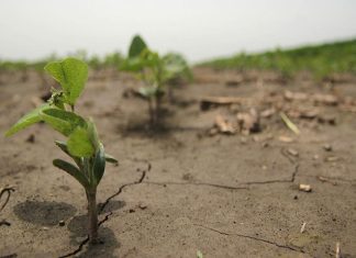 Μικροί και μεγάλοι πάνε για χόρτα: Με μεγάλη επιτυχία συνεχίζεται και φέτος η δράση της Περιφέρειας Κρήτης
