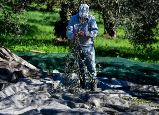 Στο 60% η κλιματική καταλληλότητα για ελαιοκαλλιέργεια στην Ελλάδα