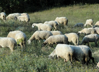 Χειροπέδες σε κτηνοτρόφο για παραβίαση των μέτρων για την ευλογιά των αιγοπροβάτων στη Θεσσαλονίκη