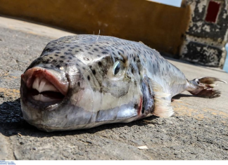 Αλιείς Κρήτης: Συναντώνται με Τσιάρα για τον λαγοκέφαλο και το πρόγραμμα αποζημίωσης