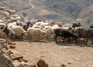 Επιδοτήσεις για αιγοπρόβατα: Υποχρεωτική η τοποθέτηση ενδοστομαχικού βόλου από φέτος