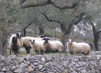 Νέο κρούσμα στην Πελόπη ανεβάζει τον αριθμό στα πέντε