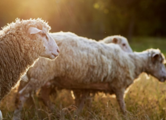 43 κρούσματα αφθώδους πυρετού σε 54 εκτροφές της Λέσβου
