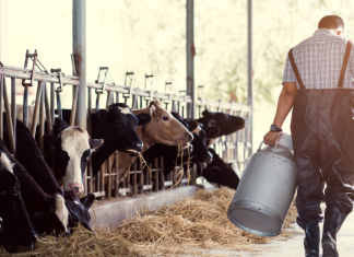 Κτηνοτρόφος έπαθε έμφραγμα μόλις έμαθε ότι η μονάδα του βγήκε θετική