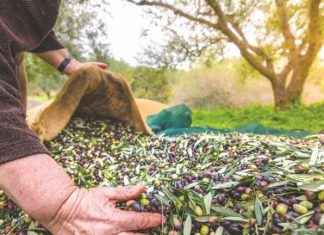 Τέλος Ιουνίου θα δοθούν τα Eco – Schemes για την ελιά
