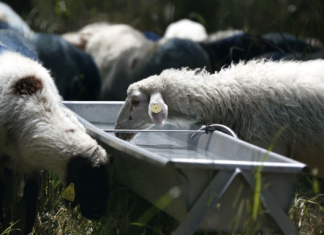 Στοίχημα για τη βιωσιμότητα της κτηνοτροφίας της Κρήτης οι εφαρμογές κυκλικής οικονομίας