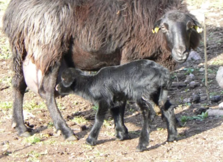 Πανεπιστημιακή παρέμβαση για τον αφθώδη: «Σώστε τη φυλή προβάτου Λέσβου πριν χαθεί ένας εθνικός γενετικός πόρος»