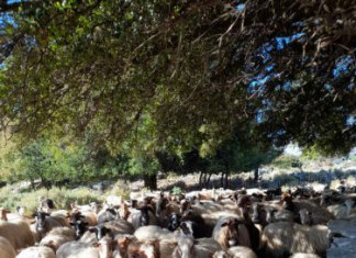 Το «Αρνί ΠΟΠ Κρήτης» και το μεγάλο στοίχημα για την αγορά του νησιού