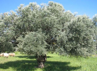 Κίνδυνος να χαθούν οριστικά τα Ευρωπαϊκά Κονδύλια για Ελαιουργικούς Φορείς