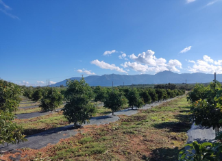 Πάνω από 15.000 στρέμματα καλλιεργειών αβοκάντο στο νησί