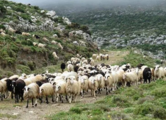 Το μεγάλο ευρωπαϊκό παράδοξο στο αιγοπρόβειο κρέας