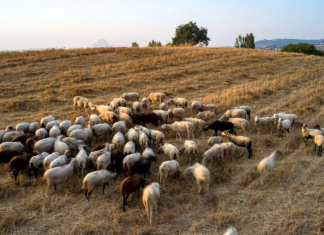 Παρατείνονται τα προληπτικά μέτρα για την ευλογιά των αιγοπροβάτων στην Κρήτη