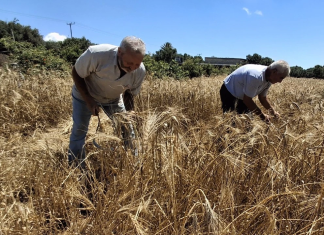 Ιεράπετρα: Ο 75χρονος που κρατά ζωντανή την παράδοση των παλιών σπόρων και της αυτάρκειας στην Κρήτη