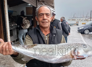 Λαγοκέφαλος: Ξεκινά η επικήρυξη με 5,33 ευρώ το κιλό – «Δικαίωση, αλλά όχι πλήρης» λένε οι ψαράδες της Κρήτης
