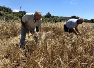 Ιεράπετρα: Ο 75χρονος που κρατά ζωντανή την παράδοση των παλιών σπόρων και της αυτάρκειας στην Κρήτη
