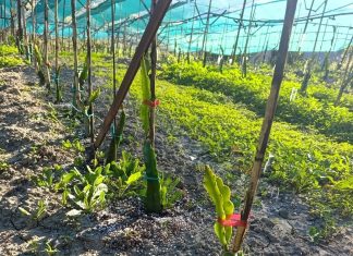 Dragon Fruit στην Κρήτη: Η νέα καλλιέργεια που δοκιμάζει ο Στέλιος Ανωγειανάκης στον Προφήτη Ηλία