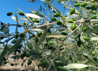 «Μπλοκάρουν» οι δηλώσεις ΟΣΔΕ – Στον «αέρα» αγροτικές επιδοτήσεις και προγράμματα