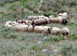 Ώρα Αποφάσεων για τους Αγροτοκτηνοτρόφους του Ρεθύμνου-Τρίτη 4 Αυγούστου, 20:00 στο Στέκι του Περάματος