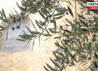 Ρέθυμνο: Ξεκινά ο τρίτος γενικός ψεκασμός δακοκτονίας