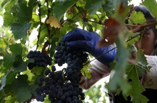 Ξεκίνησαν οι δηλώσεις της συγκομιδής οινοποιήσιμων ποικιλιών αμπέλου με προθεσμία την 15η Δεκεμβρίου