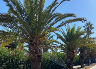 Σε εξέλιξη το πρόγραμμα καταπολέμησης του κόκκινου σκαθαριού στους φοίνικες του Ρεθύμνου