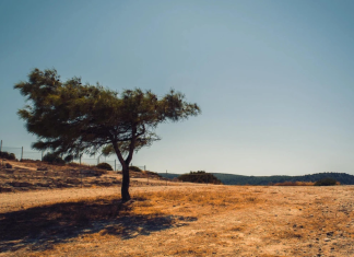 Οδηγίες ΑΑΔΕ για διορθώσεις, μέχρι 7/9, στο ΟΣΔΕ 2025, σε συνδεδεμένες ενισχύσεις και οικολογικά σχήματα