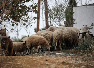 Λέσβος: Σε δοκιμασία το νησί λόγω αφθώδους πυρετού – Τι ζητάει η Περιφέρεια Βορείου Αιγαίου