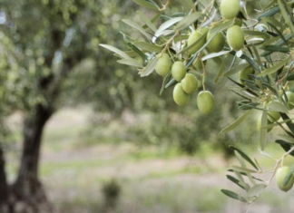 Κρήτη: Οι εκτιμήσεις για τη νέα ελαιοκομική περίοδο