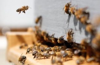 Ξεκινά η υποχρεωτική δήλωση κατεχόμενων κυψελών για το 2026