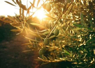 Η ελιά γυρίζει σελίδα, οι παραγωγοί κάνουν λογαριασμό – Τι φέρνει η νέα σεζόν για το κρητικό ελαιόλαδο