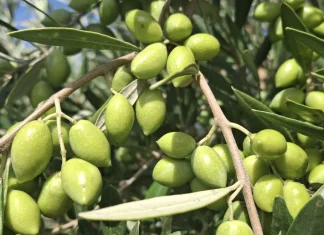 Σητεία: Σβήνουν θερμοκήπια, ελαιώνες και ψαρόβαρκες – «Η ύπαιθρος αδειάζει»