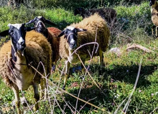 Κραυγή αγωνίας από τους κτηνοτρόφους στη Λέσβο
