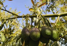 Χανιά | Τι έδειξε ερευνητικό έργο για την καλλιέργεια του κρητικού αβοκάντο – Από την ποιότητα στην προστιθέμενη αξία